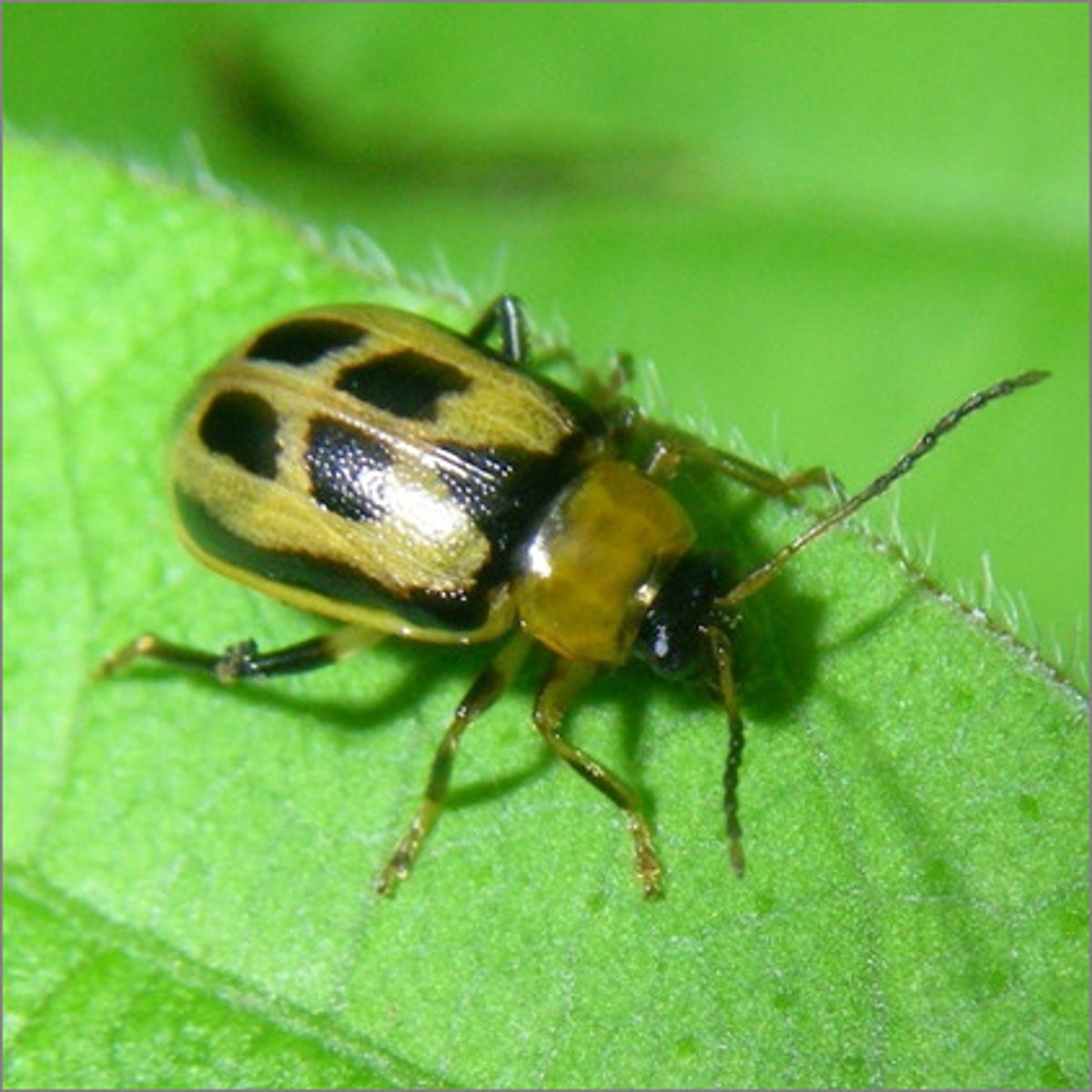 <p>Coleoptera, Fam Chrysomelidae</p><p>- Major Crop pests</p><p>- feed on several different plants within nightshade family</p><p>- Quickly develops resistance to insecticides</p>