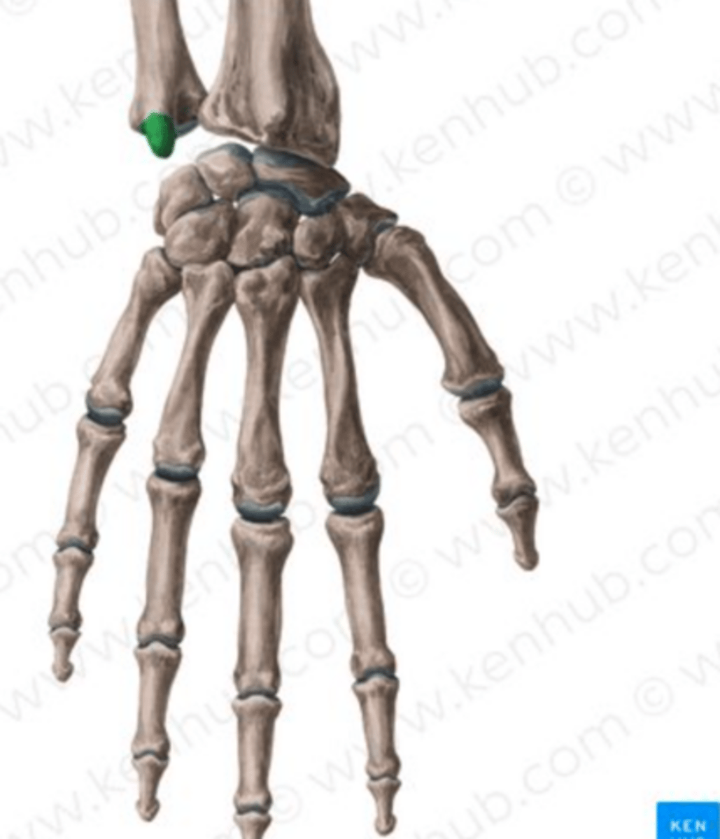<p>a small, pointed bony projection on the posteromedial side of the distal <strong>ulna </strong>head</p>