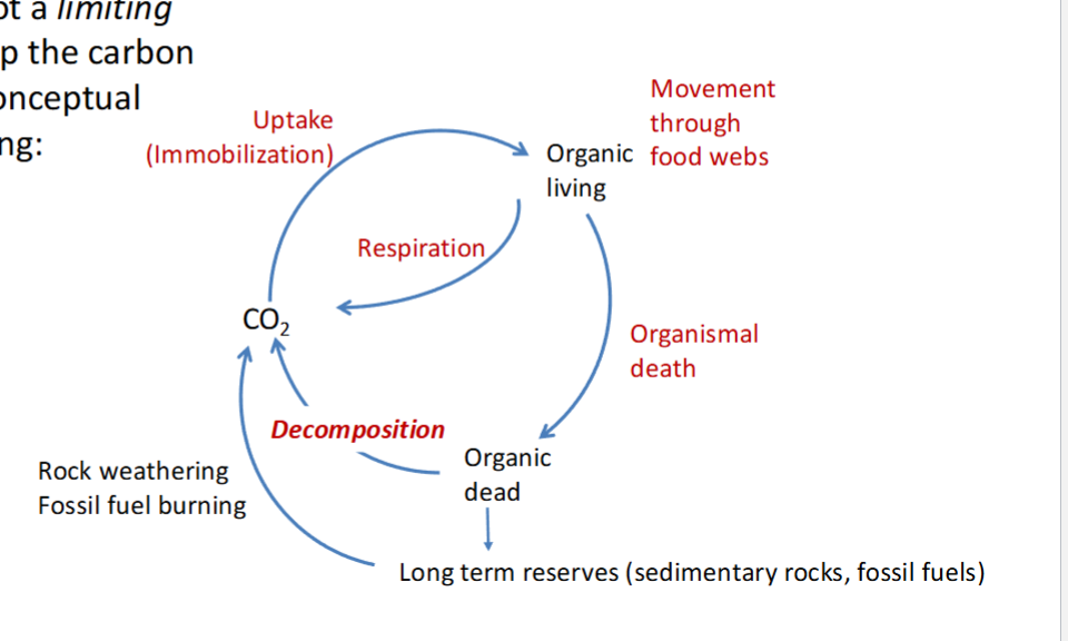<p>critical role = global climate (CO2 + CH4)</p><p>Remove = Photosynthesis coupled with uptake of essential nutrients</p><p>Return = Respiration coupled with recycling of nutrients PO3-  + NH4+</p><p></p><p>Major pools = Ocean Soil + Sedimentary rocks + fossil fuel</p>
