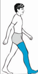 <p>Which muscles are used in heel strike</p>