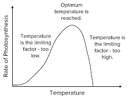 <p><span style="color: blue">too little</span> = plant’s enzymes have <u>less kinetic energy</u> so photosynthesis is either slower or ultimately <u>stops(freezes)</u></p><p><span style="color: red">too much</span> = <strong>exceeds optimum enzyme activity point</strong>; temperature is too high so <u>enzymes </u><strong><u>denature</u></strong></p><p>(the chemical reactions involved in photosynthesis are controlled by enzymes)</p>