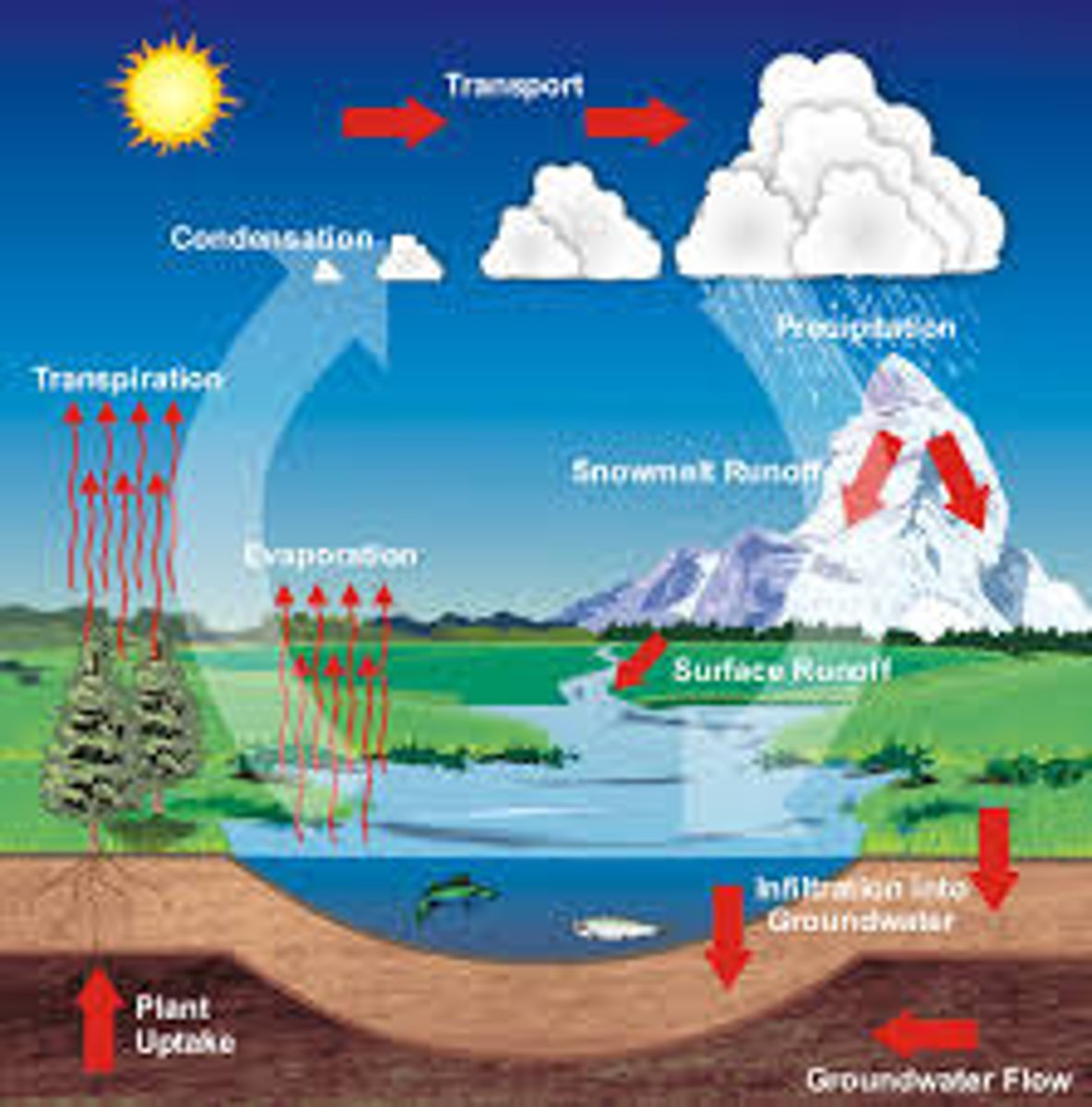 <p>Evaporation, condensation, precipitation, run off, transpiration, infiltration. Humans impact this by storing water in reservoirs, irrigation, deforestation, and putting chemicals in it</p>