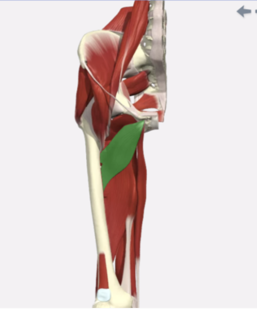 <p>Adductor Brevis</p>