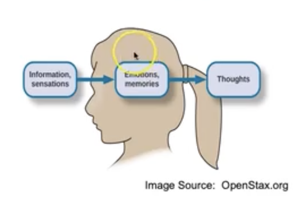 <ul><li><p><strong>Cognitions</strong> (thoughts) are created form external stimuli and our memories and emotions</p></li><li><p>Overflowing information needs to be simplified / categorized</p><ul><li><p>We form <strong><u>concepts</u></strong> (create and abstract) through our semantic memory</p></li><li><p>Concepts can be “natural” (experienced directly or indirectly”) or artificial</p></li><li><p>After we form the concept, a “<strong><u>prototype</u></strong>” emerges. This is efficient and adaptive — it is also the foundation of stereotypes</p></li></ul></li><li><p>Information / sensations come in, intermix with emotions and or memories, result in our thoughts</p></li><li><p><strong><u>Schema</u></strong> - a collection of concepts, a method of organizing them</p><ul><li><p>Role schemas - ideas associated with certain roles of people</p></li><li><p>Event schemas (cognitive scripts) - how we go about doing something</p></li></ul></li></ul><p></p>