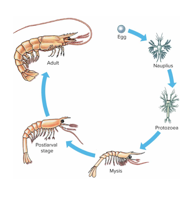 <p>Most crustaceans have separate sexes Most crustaceans brood eggs in brood chambers, in eggs sacs attached to abdomen, or attached to abdominal appendages Crayfishes develop directly without a larval form Most crustaceans have a larva unlike the adult in form and undergo metamorphosis Nauplius is a common larval form with unsegmented body, frontal eye, 3 pair of appendages</p>