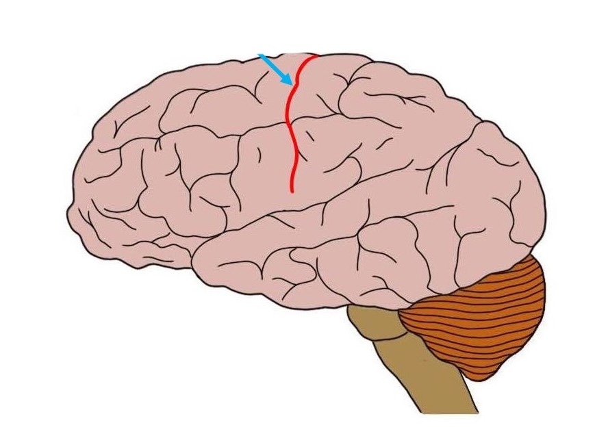 <p>What is this brain regions name and function?</p>