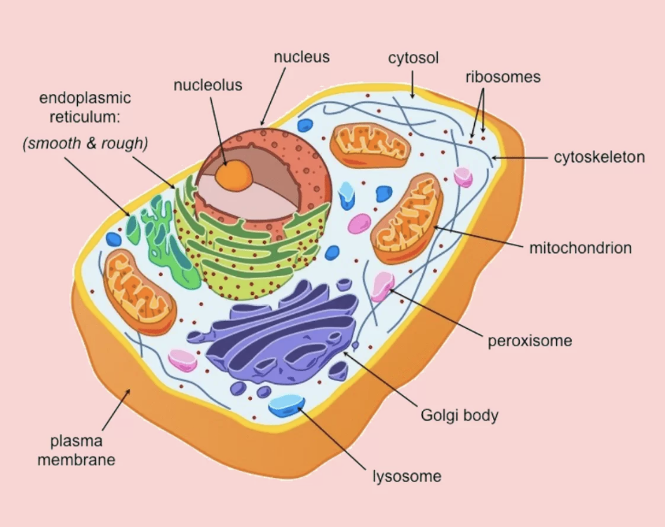 <p>membrane bound organelles, nucleus, basically all cells but bacteria</p>