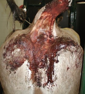 <p>anorexia</p><p>tachycardia</p><p>normo-/hypothermia</p><p>+/- abdominal pain</p><p>+/- melena</p><p>pinging on right side (if bowel is distended)</p>