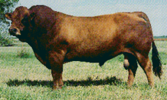 -Originates in FRANCE, introduced to US in 1973
-Tan with darkening around eyes and neck, black nose, udder and hooves, medium size
-Early puberty, good pelvic size, adaptability, used solely for milk production in France