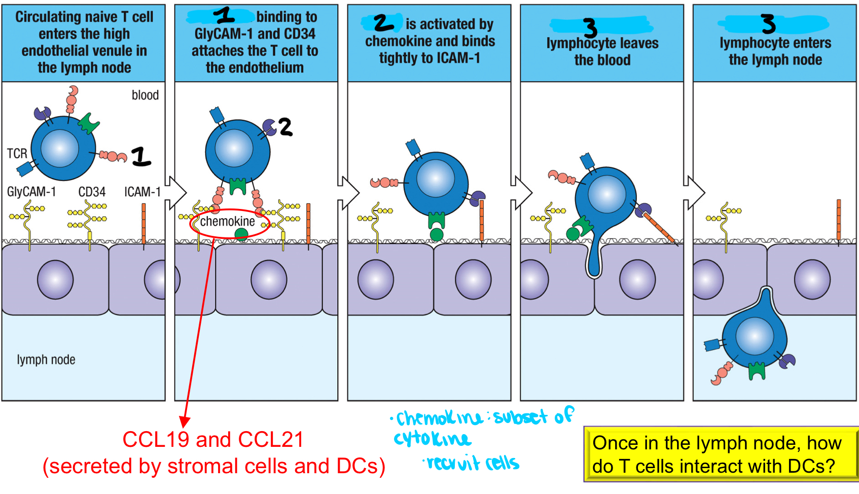 <p>2; activated by chemokine and binds tightly to ICAM-1 to help assist in the naive T cell entering the HEV in the lymph node; part of p-SMAC</p>