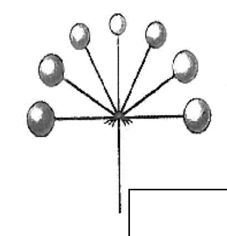 <p>attached by pedicels which arise from a common point (simple or compound)</p>