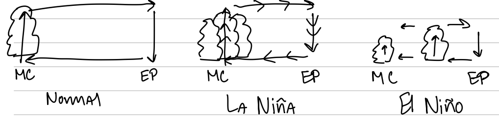 <p>La Nina enhances the walker circulation. El Nino weakens and disrupts it, even occasionally producing westerlies.</p>