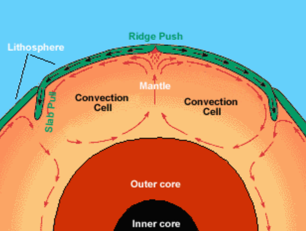 <p>In mantle convection, hot, less dense material….</p>