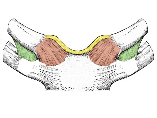 <p>Identify the ligament in yellow</p>