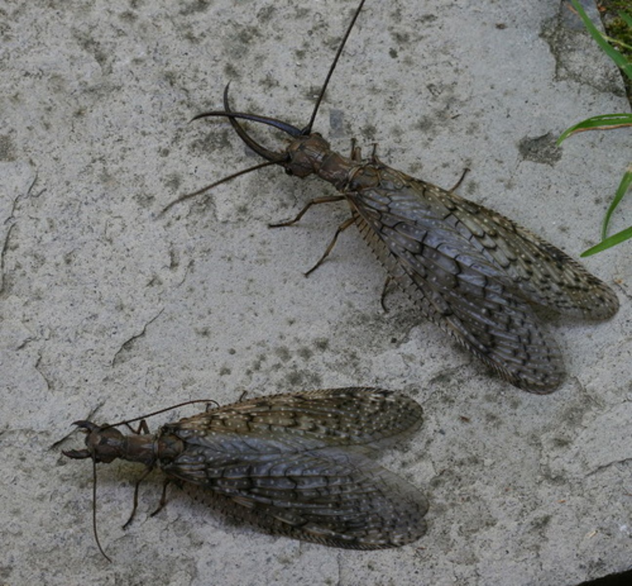 <p>Dobsonflies + relatives</p>