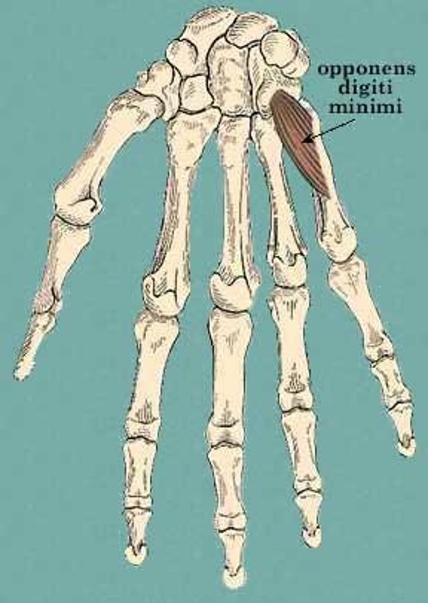 <p>carpal bones</p>