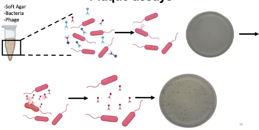 <ul><li><p>Soft agar has a lower percentage of agar and melts at 45deg but solid at RT → quickly add phage (make sure that phage and bacteria are in pipette) </p></li><li><p> Pour soft agar on plate and lytic cycle with take place → lyses → newly formed phages (plaques where bacteria lysed and released phages) </p><ul><li><p>Creates a circle because the soft agar solidifies and the phages cannot go anywhere to infect bacteria</p></li></ul></li></ul><p></p>