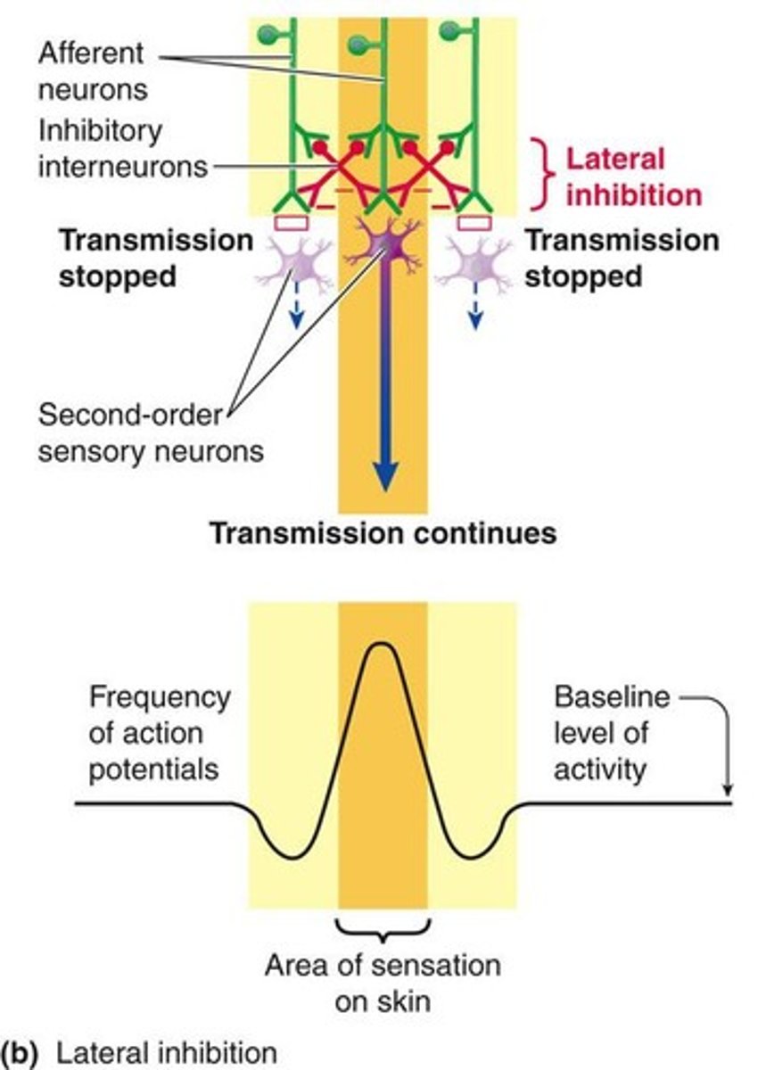 <p>Lateral inhibition is when each activated pathway inhibits adjacent pathways by stimulating inhibitory interneurons.</p>