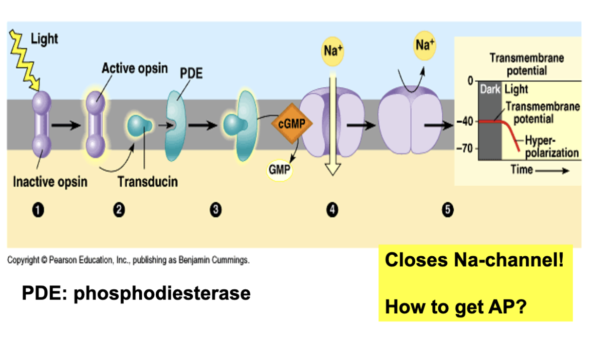 <ul><li><p>Light hits rhodopsin, causing retinal to change from cis to trans shape.</p><ul><li><p>This shape change is crucial for activating the phototransduction pathway.</p></li></ul></li><li><p>Phosphodiesterase (PDE):</p><ul><li><p>Activated by the change in retinal shape.</p></li></ul></li><li><p>PDE breaks down cGMP (cyclic guanosine monophosphate).</p></li><li><p>Normally, cGMP keeps sodium channels open.</p></li><li><p>When cGMP levels drop, sodium channels close</p></li><li><p>Closing sodium channels prevents sodium ions from entering the cell.</p></li><li><p>The inside of the cell becomes more negative (hyperpolarized).</p></li></ul><p></p>