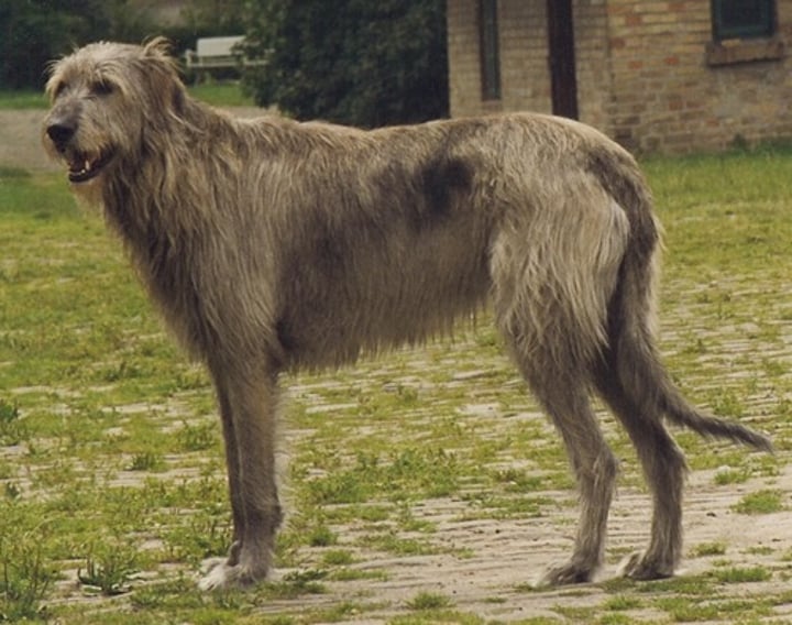 <p>- Hound group<br>- Giant (105-120 lbs)<br>- Gray, brindle, red, black, white, or fawn</p>