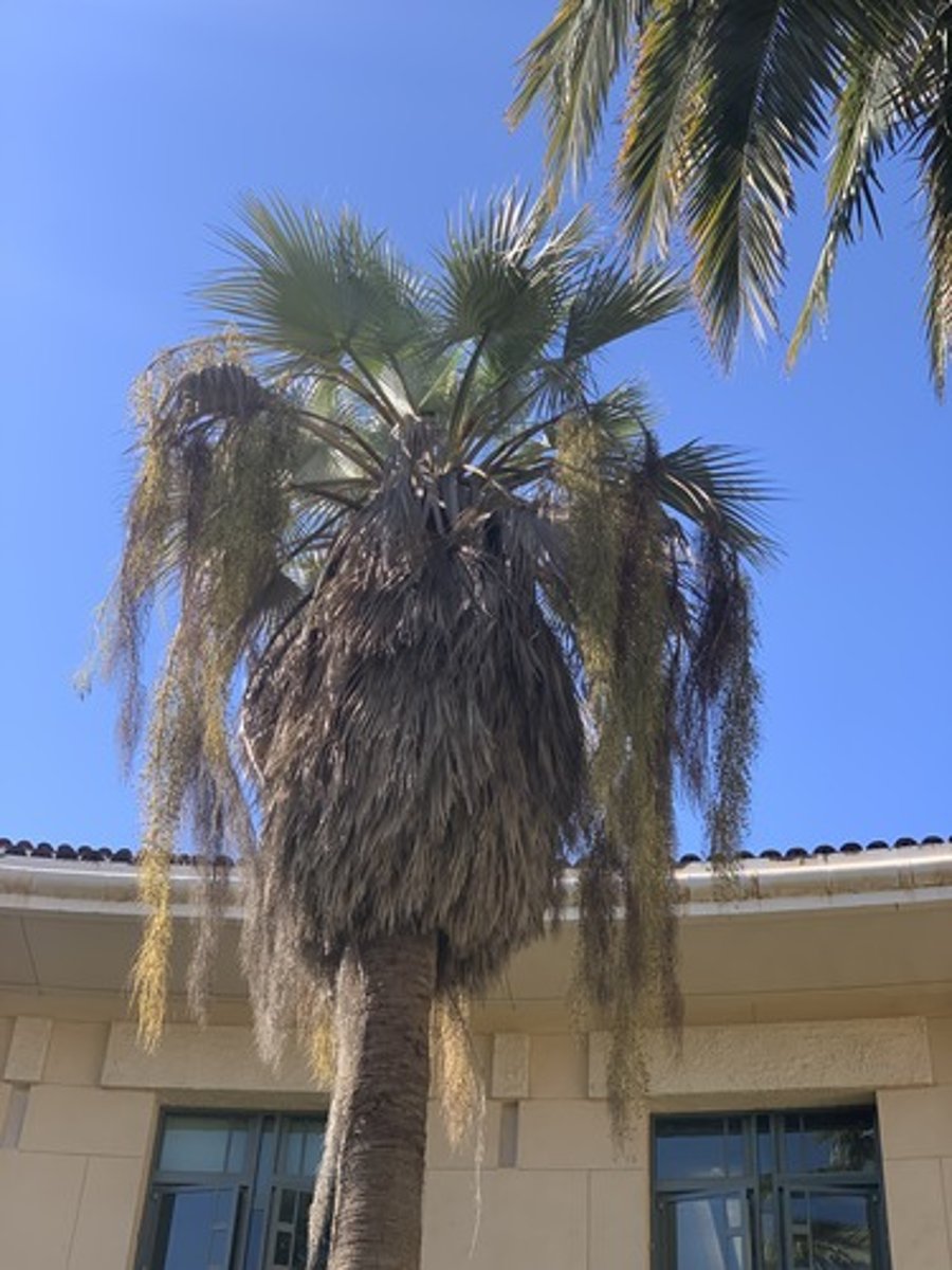 <p>Fronds: stiff fan, greyish blue green, very long seed structures - almost double the petiole. spines are about less than 1"</p>