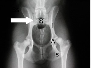 <p>What Type of Joint?</p>
