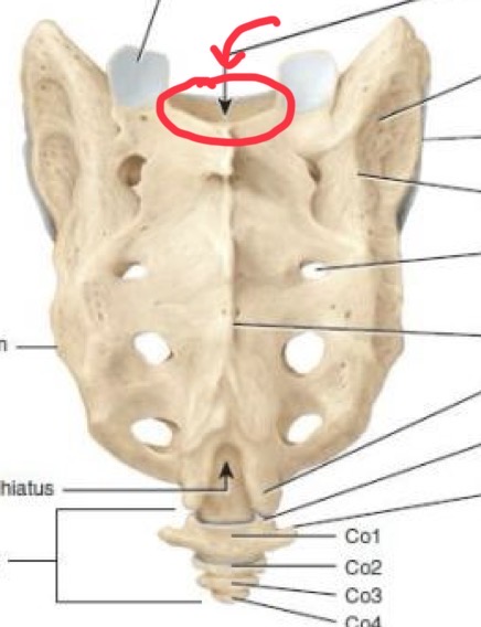<p>Sacral nerves</p>