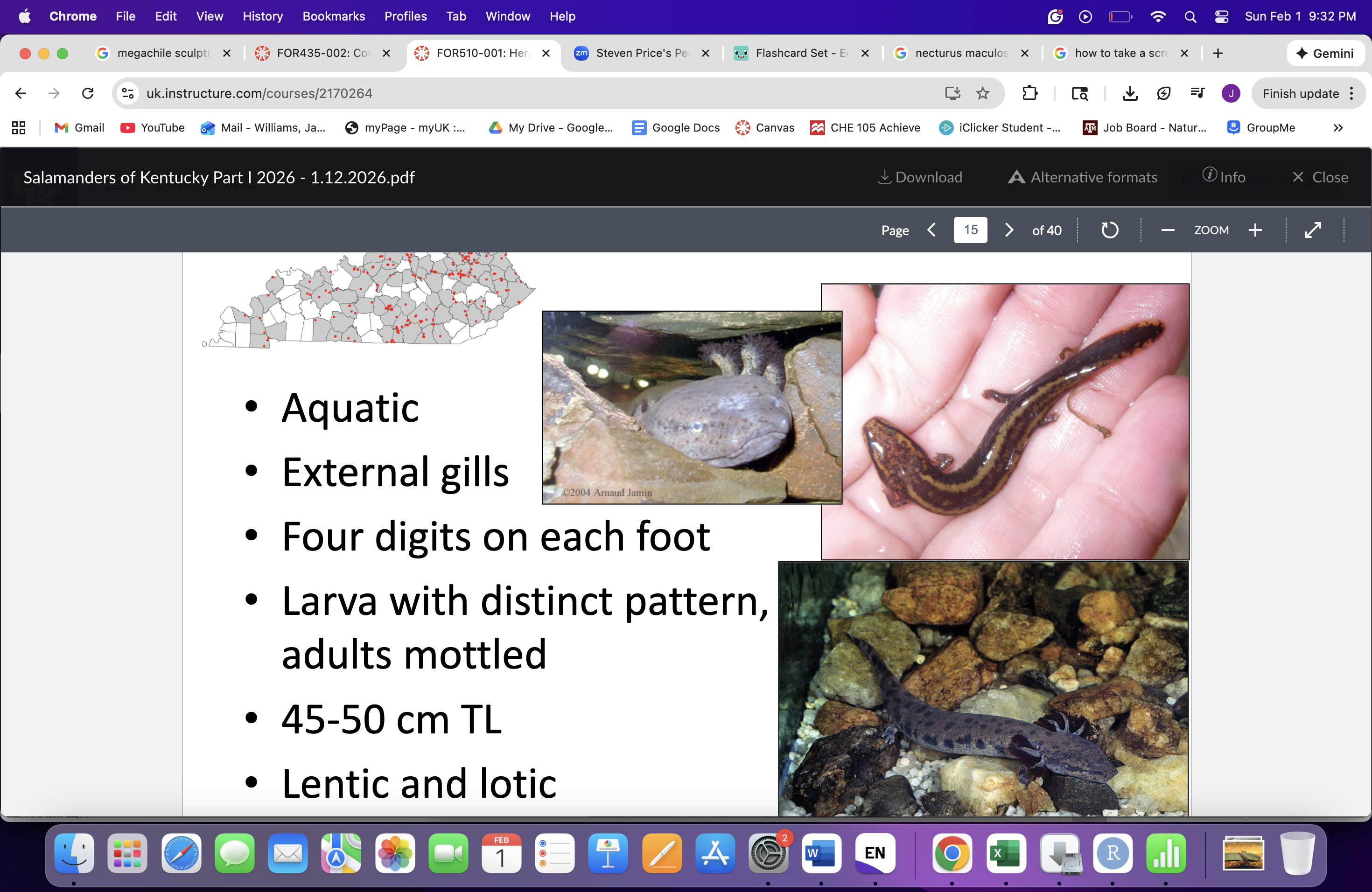 <p>Necturus maculosus </p>