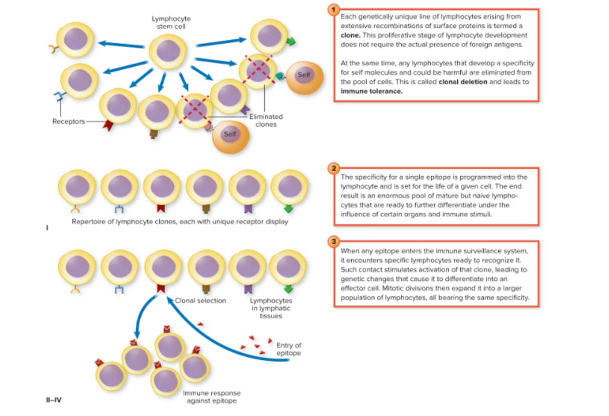 <p>States that the antigen selects which lymphocyte will undergo clonal expansion and produce more lymphocytes bearing the same type of receptor.</p>