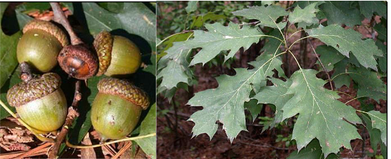 <p>Fagaceae</p><p>Quercus rubra</p>