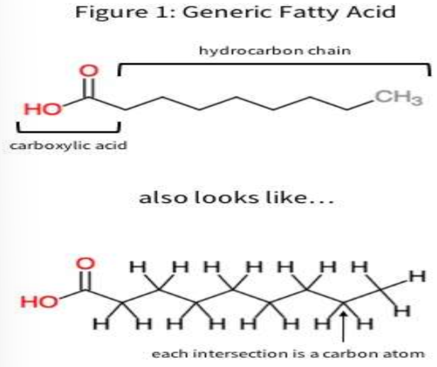 <p>Organic molecules consisting of only carbon and hydrogen (ex. fossil fuels, fat hydrocarbon tail)</p>