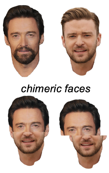 <p><span style="line-height: 20.925px;"><strong>Task</strong>: Identify the top half of “chimeric” faces/objects&nbsp;</span></p><p class="Paragraph SCXW51492218 BCX4" style="text-align: left;"><span style="line-height: 20.925px;"><strong>Results</strong>: Much worse when the two halves are aligned than when misaligned (difficult to isolate facial recognition system to just the top half when aligned)&nbsp;</span></p><p class="Paragraph SCXW51492218 BCX4" style="text-align: left;"><span style="line-height: 20.925px;"><strong>Control</strong>: But not when they are inverted&nbsp;</span></p><p class="Paragraph SCXW51492218 BCX4" style="text-align: left;"><span style="line-height: 20.925px;"><strong>Conclusion</strong>: The system processes right-side up faces holistically, which is especially bad for aligned chimeric faces. The misalignment helps break the dominance of holistic processing (perceptual organization)&nbsp;</span></p><p class="Paragraph SCXW239792837 BCX4" style="text-align: left;"><span style="line-height: 20.925px;">Upside down faces are not processed holistically and so the misalignment is not needed to break the dominance of holistic processing&nbsp;</span></p>