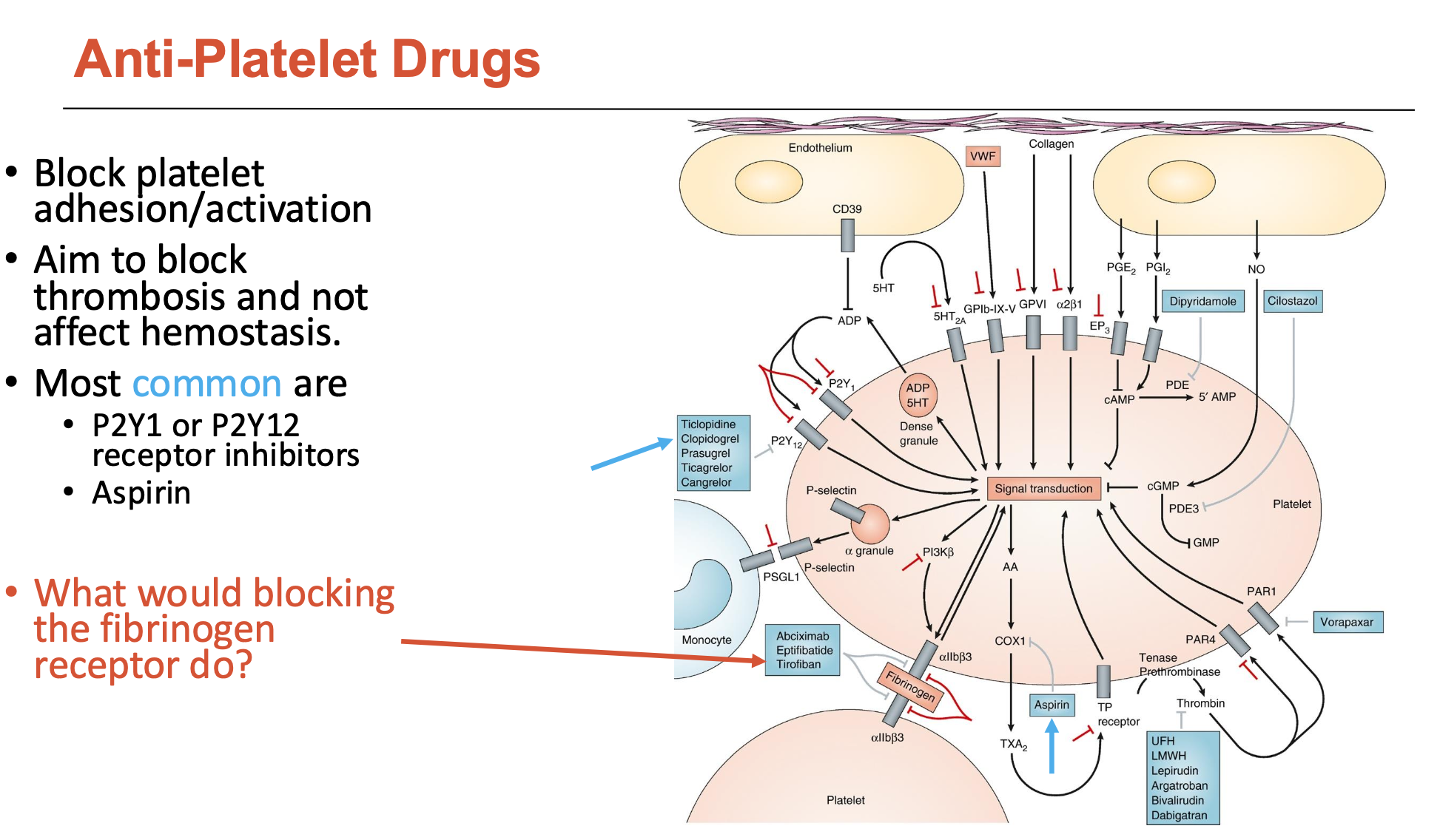<p>Most common are: </p><ul><li><p><strong>P2Y1</strong> or <strong>P2Y12 receptor inhibitors</strong></p></li><li><p><strong>Aspirin</strong></p></li></ul><p>These anti-platelet drugs:</p><ul><li><p>block platelet adhesion/activation</p></li><li><p>aim to block thrombosis and not affect hemostasis</p></li></ul><p></p>