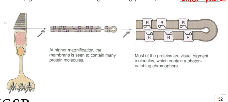 <p>located in the disk membrane of a cone’s outer segment; they absorb photons</p><ul><li><p>each pigment molecule has a light-catching portion called a chromophore</p></li><li><p>around ½ of cone outer segment consists of infoldings of cell membrane (contains protein molecule which are mostly visual pigments)</p></li></ul><p></p>