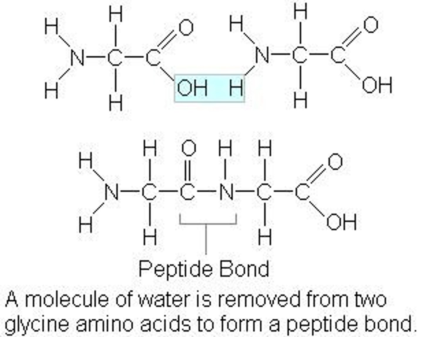 <p>hydrogen of an amine group and the hydroxyl group (-OH) meet. A peptide bond is formed between the two amino acids.</p>