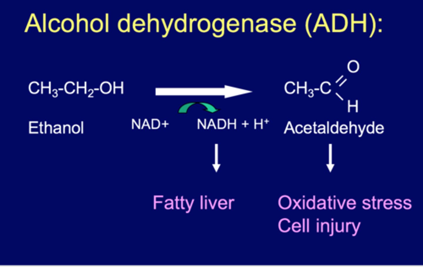 <p>decrease NAD+/ NADH ratio <br><br>*acute alcohol ingestion results in increase in cytoplasmic and mitochondrial NADH</p>