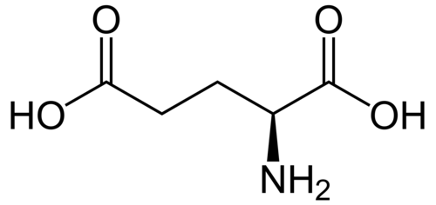 <p>Glutamate, Glu, E, acidic/negatively charged, critical component of cellular metabolism</p>