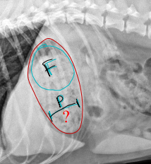 <p>Normal Abdomen Stomach on Radiographs </p>