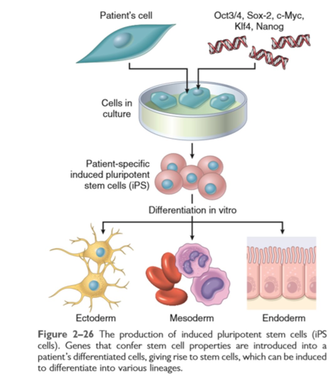 knowt flashcard image