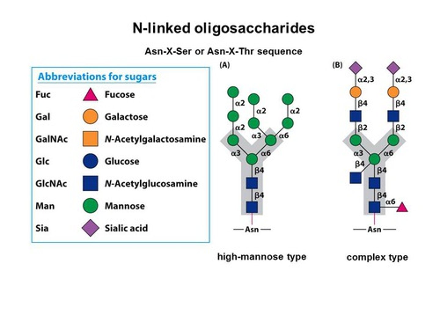 <p>Carbohydrates are branched or unbranched ________. </p>