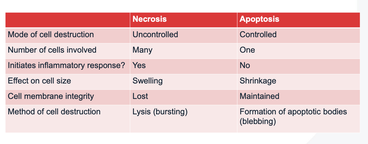 <p><span>Apoptosis is a programmed, controlled process essential for development and protective functions, while necrosis is an uncontrolled, pathological cell death resulting from irreversible injury, often triggering inflammation.</span></p>