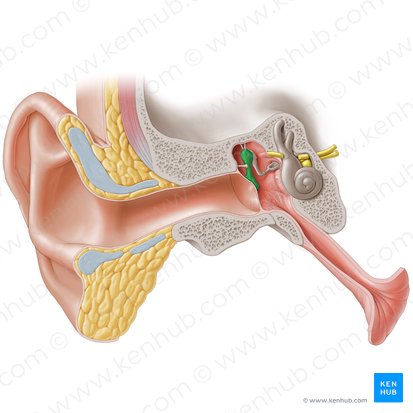 <p>One of three tiny interconnected bones in the middle ear cavity (tympanic cavity) which are collectively called the auditory ossicles. Is Latin for 'hammer' and is so called due to its mallet shape. </p>