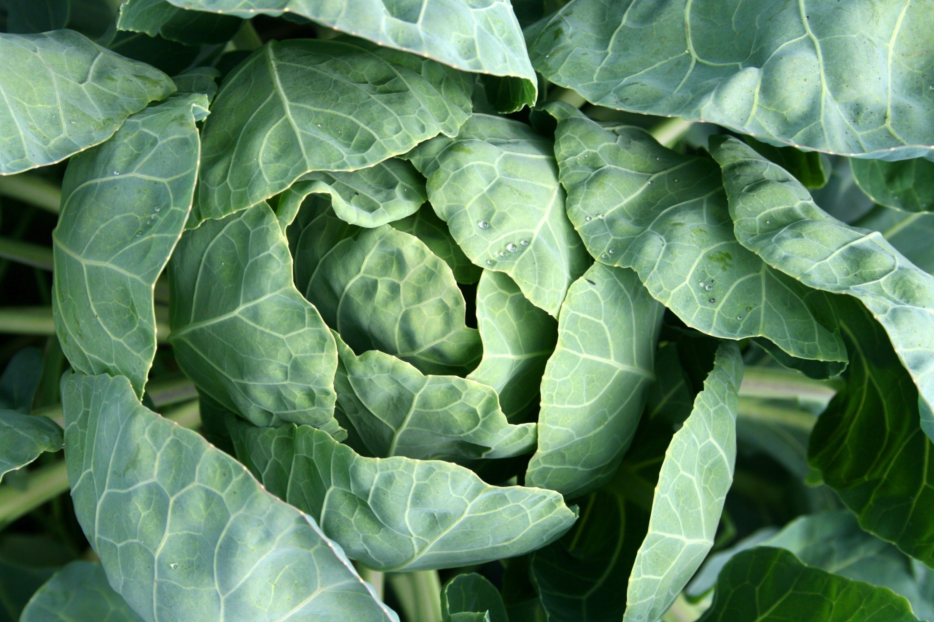 der Kohl
