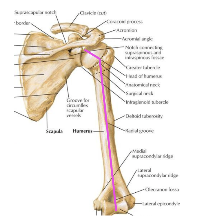 <p>angle of inclination = the angle between the humeral head and the shaft. </p><p>head of humerus faces medially and superiorly, forming 135 degree angle of inclination with long axis of humeral shaft (frontal plane)</p>