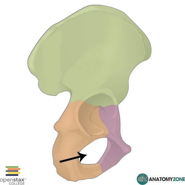 <p>Large hole in each coxa closed mostly by a membrane. It reduces bone weight and allows nerves/vessels to pass through.</p><p></p>