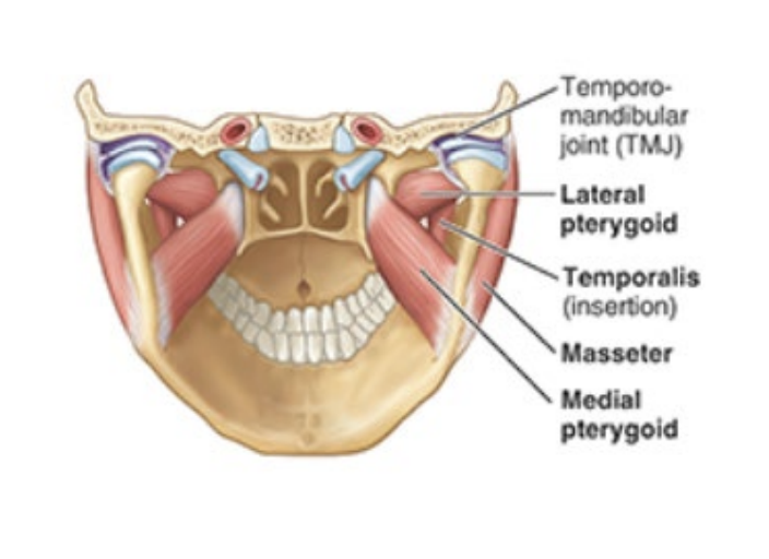 <p>insertion: joint capsule of temporomandibular joint </p><p>innervation: mandibular nerve (V3)</p><p>depresses chin</p>