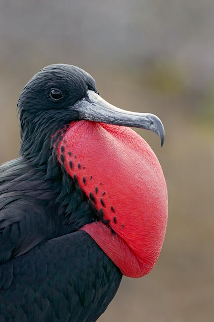<p>Magnificent Frigatebird </p><ul><li><p>males have purple sheen on its back, and no brown band</p></li><li><p>females have white area that only extends up to the throat </p></li><li><p>young has an all white head </p></li><li><p>males have bright red gular sacs, inflate during courting season </p></li></ul><p></p>