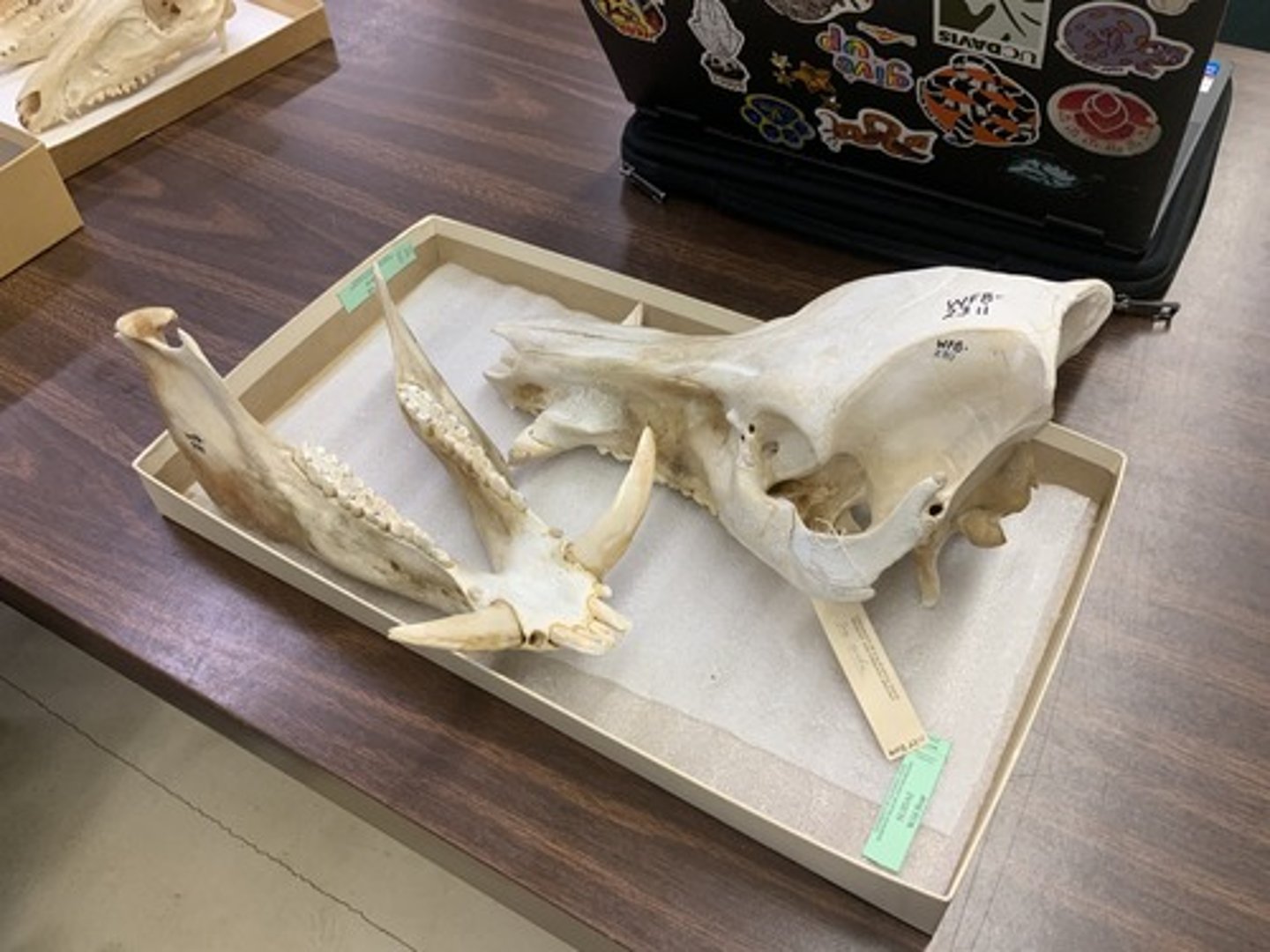 <p>Genus, species</p><p>-large, recurved C</p><p>-bunodont</p>