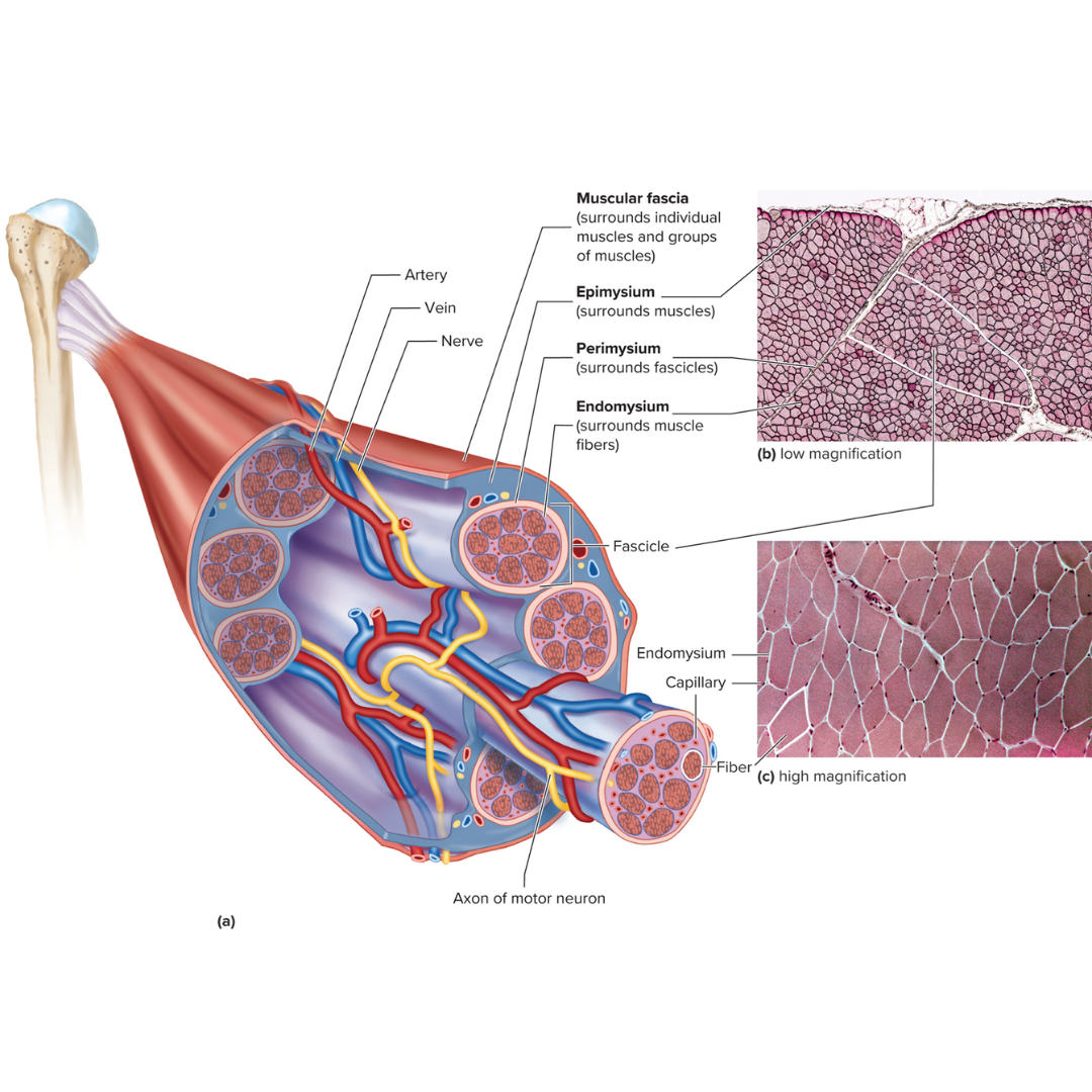 <p><strong>9.3: Skeletal Muscle Anatomy</strong></p><p>the layer of connective tissue between adjacent muscles and between muscles and the skin</p>