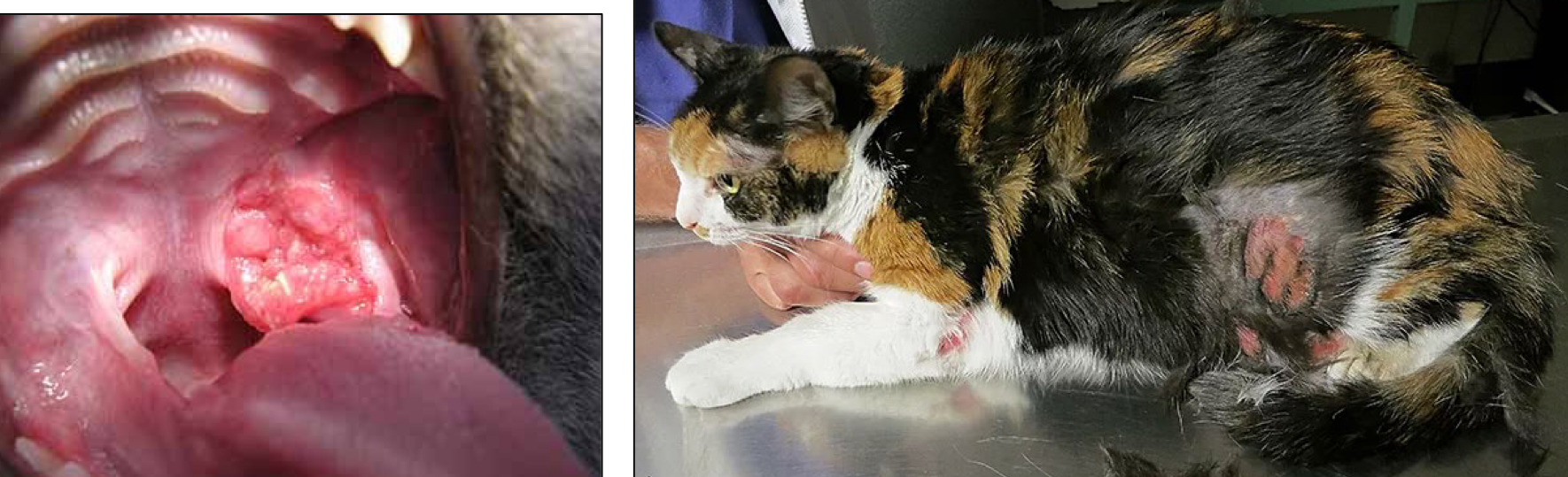 <p>A cat presents with what appears to be an ulcerated mass in its mouth, you do an FNA on it, and you see numerous eosinophils and eosinophil degranulation, you also notice that the cat has cutaneous ulcers as well, what is your main ddx?</p>